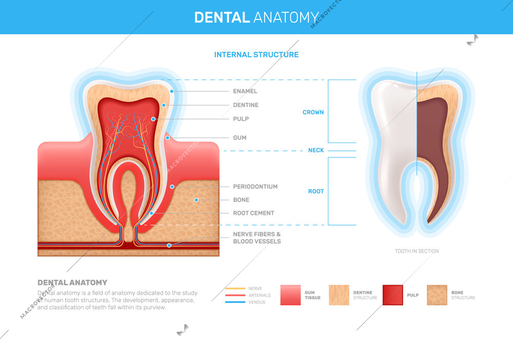 Human teeth realistic infographics with flat images of tooth profile views with dentine gum and pulp vector illustration