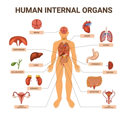 Colored human body organ systems infographic with human anatomy visual aid with the body and the organs inside it vector illustration