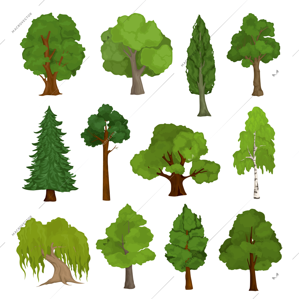 Tree set with isolated images of different tree breeds with trunk and leaves on blank background vector illustration