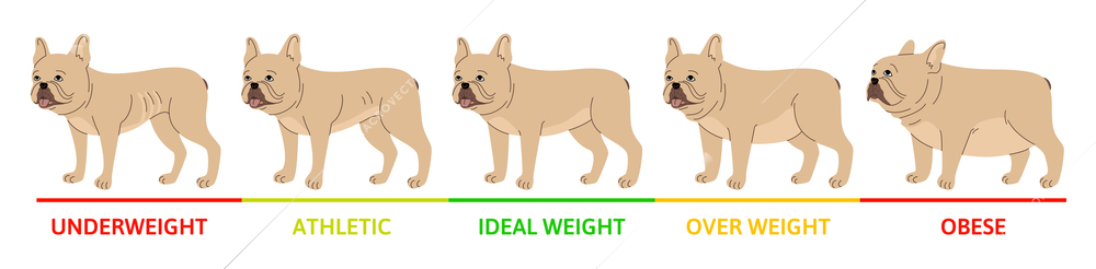 Dog weight stages concept with underweight symbols flat vector illustration