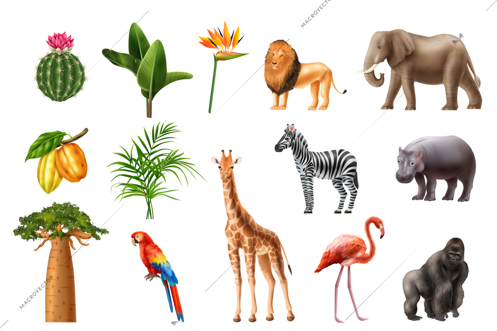 Realistic africa animals birds floral set of isolated icons with exotic flowers and colorful tropical birds vector illustration