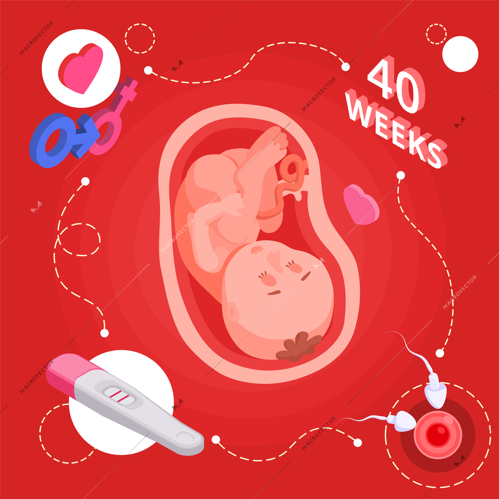 Sex education isometric concept with pregnancy symbols vector illustration