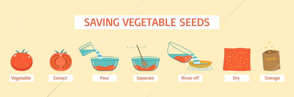 Saving vegetable seeds diagram with extract pour separate rinse off dry storage stages vector illustration