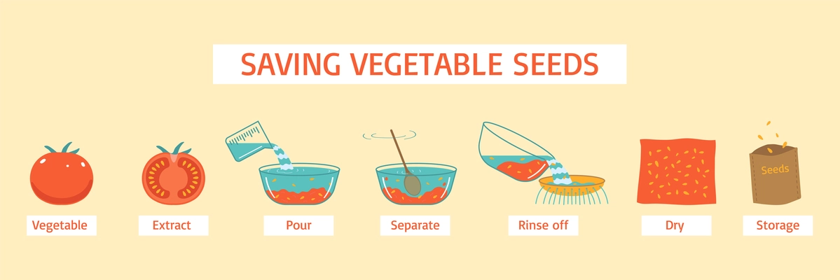 Saving vegetable seeds diagram with extract pour separate rinse off dry storage stages vector illustration