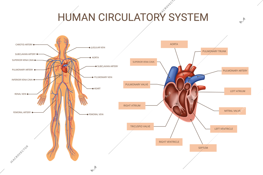 Human body organ systems colored infographic with circulatory system descriptions human body and anatomy of the heart vector illustration