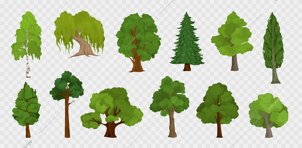 Tree transparent set with isolated icons of whole trees with maple oak birch and spruce trees vector illustration