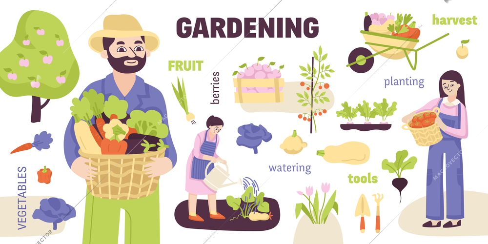 Colored garden infographic with gardening of fruit vegetables berries and watering planting harvest vector illustration