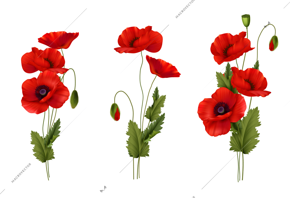 Red poppies spring flowers bouquet realistic set isolated on white background vector illustration