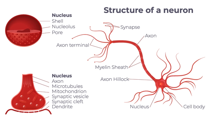 Neuroscience neuron anatomy composition with view of neural structure profile view of nucleus and text captions vector illustration