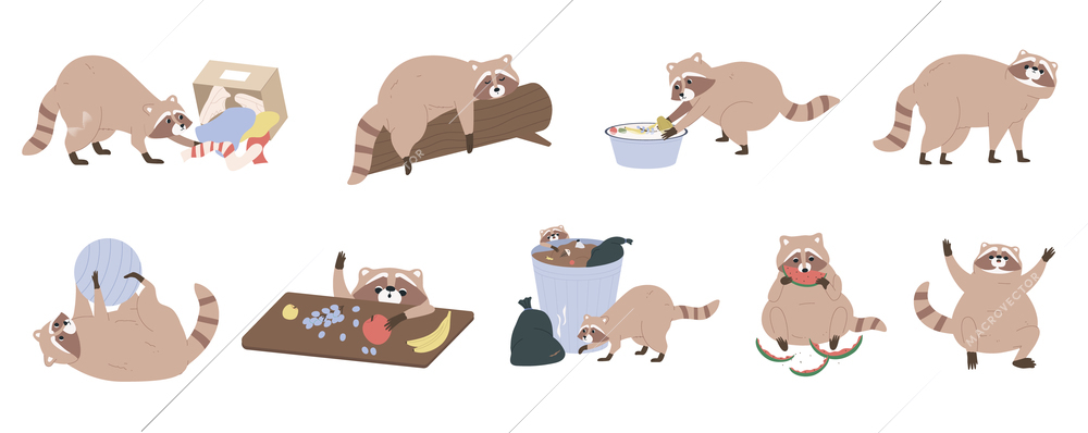 Flat collection of cute funny raccoon animal cartoon characters in different situations and poses isolated vector illustration