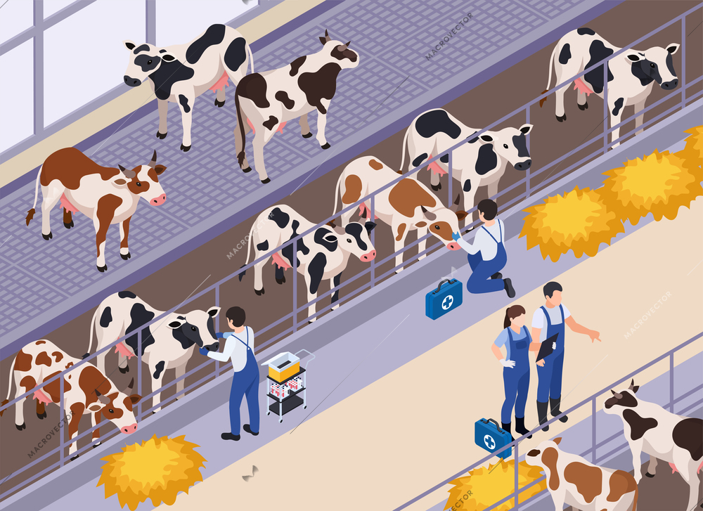 Farm animals livestock veterinary isometric composition with human characters of vets with aid kits and cows vector illustration