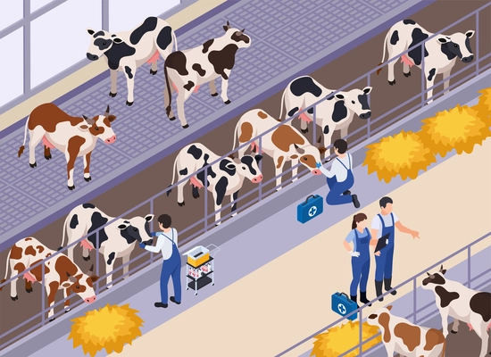 Farm animals livestock veterinary isometric composition with human characters of vets with aid kits and cows vector illustration