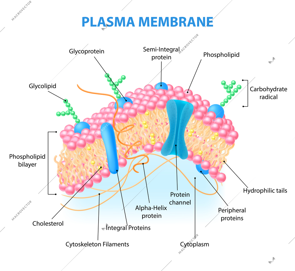 Realistic human cell anatomy infographics with diagram showing plasma membrane structure with labelled elements vector illustration