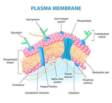 Realistic human cell anatomy infographics with diagram showing plasma membrane structure with labelled elements vector illustration