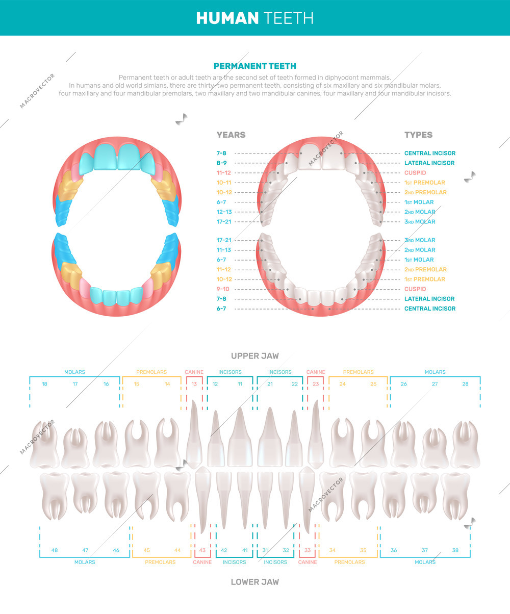 Human teeth realistic infographics with views of jaws and individual teeth with text captions color code vector illustration