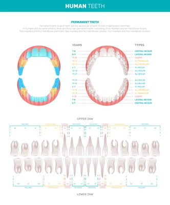 Human teeth realistic infographics with views of jaws and individual teeth with text captions color code vector illustration