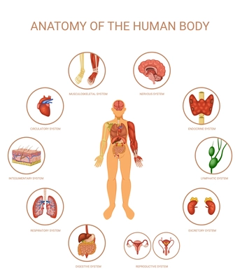 Human body organ systems colored concept with anatomy of the human body headline and organs in the form of round icons around the person vector illustration