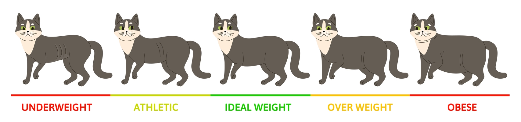 Cat weight stages concept with underweight symbols flat vector illustration