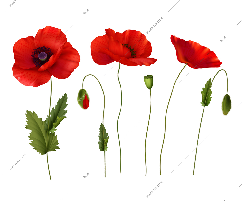 Red blossoming poppies flowers with buds and seeds realistic set isolated on white background vector illustration