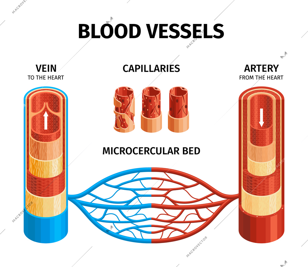 Blood vessels anatomy infographics scheme with vein artery microcercular bed capillaries visual elements realistic vector illustration