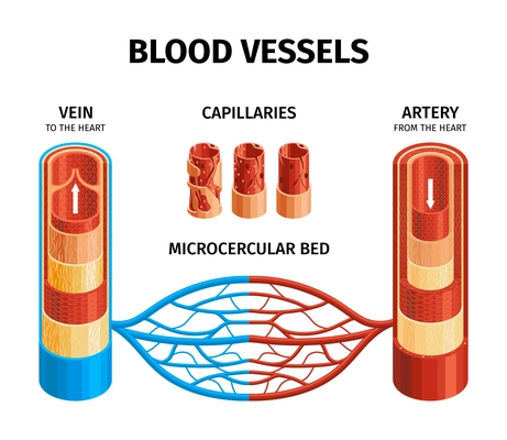 Blood vessels anatomy infographics scheme with vein artery microcercular bed capillaries visual elements realistic vector illustration