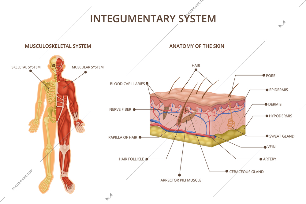 Human body organ systems composition with integumentary system descriptions musculoskeletal system and anatomy of the skin vector illustration