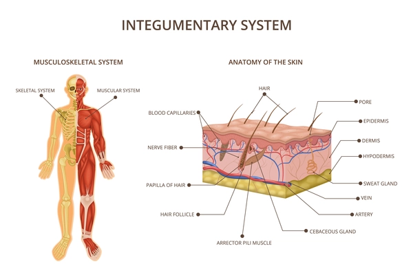 Human body organ systems composition with integumentary system descriptions musculoskeletal system and anatomy of the skin vector illustration