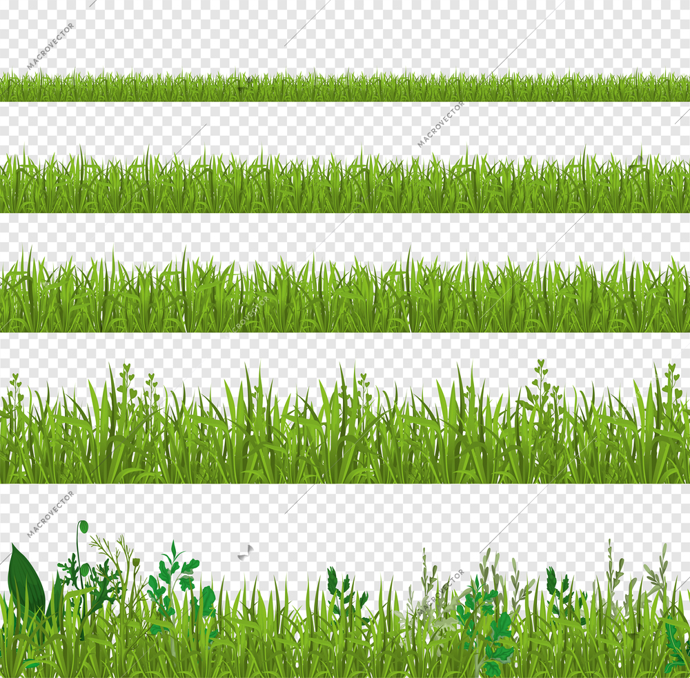 Grass set of isolated side views of fresh leaves with detailed row isolated on transparent background vector illustration