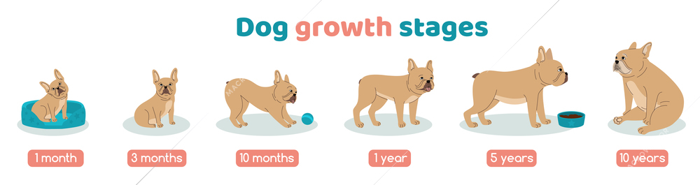 Dog growth stages set with age symbols flat isolated vector illustration