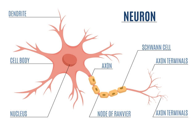 Neuroscience brain neuron infographics with flat image of neural cell with synapses and editable text captions vector illustration