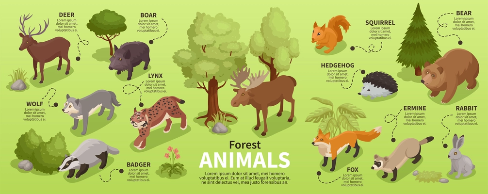 Isometric forest animal infographics with isolated icons of various fauna representatives with plants and text captions vector illustration