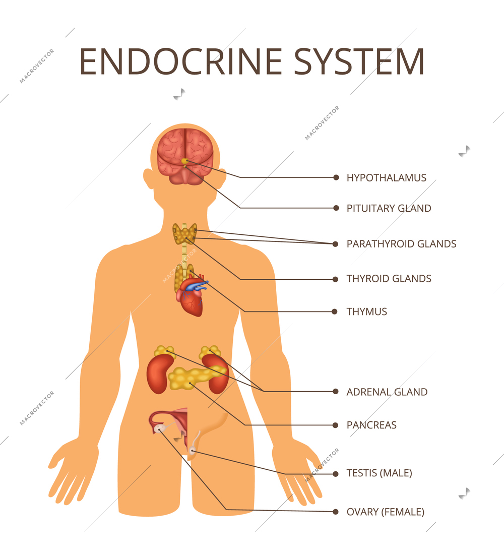 Human body organ systems concept with endocrine system descriptions and anatomy inside the body vector illustration