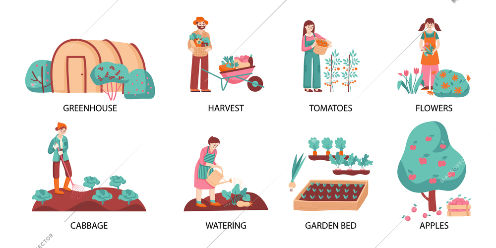 Garden colored icon set with greenhouse harvest tomatoes flowers cabbage watering garden bed and apples descriptions vector illustration