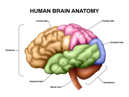 Realistic human brain anatomy scheme with different parts in color vector illustration