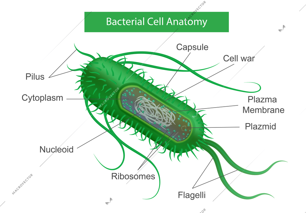 Bacteria parts infographics with realistic profile view of green microbe with text captions for certain layers vector illustration