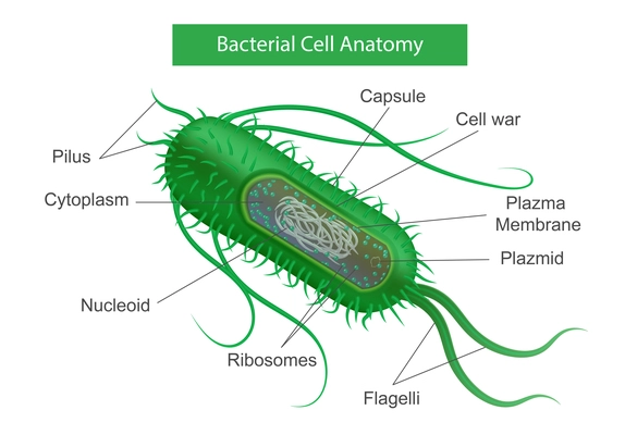 Bacteria parts infographics with realistic profile view of green microbe with text captions for certain layers vector illustration