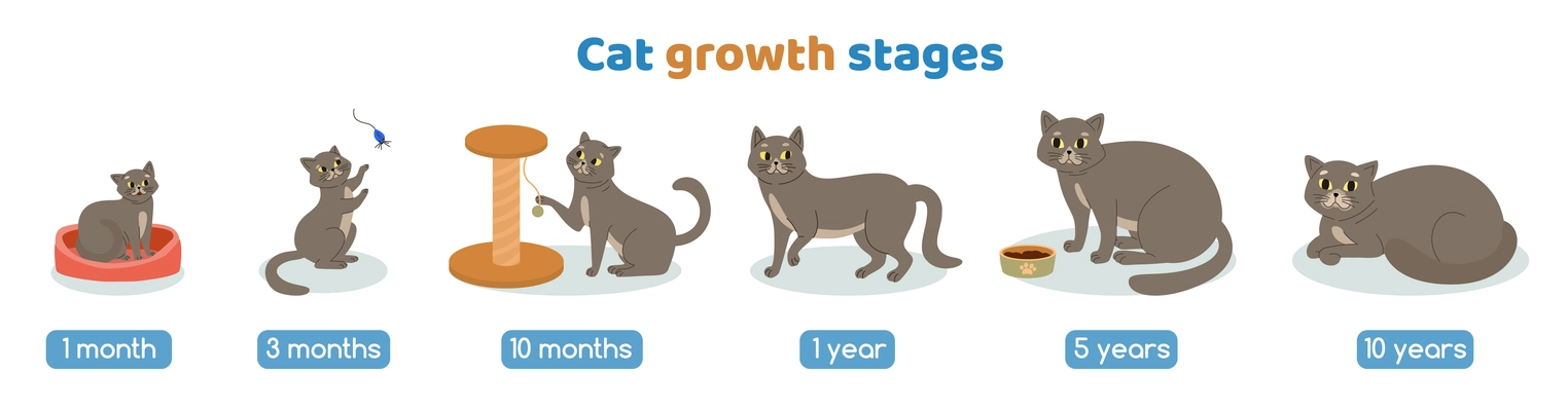 Cat growth stages set with age symbols flat isolated vector illustration