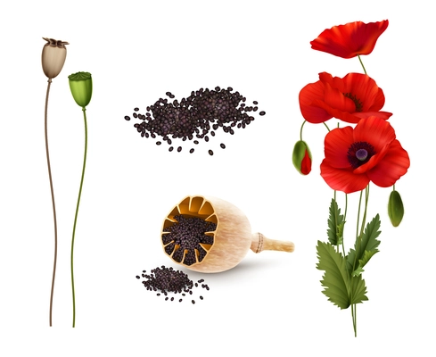 Red blossoming poppies flowers seeds and pods realistic set isolated on white background vector illustration