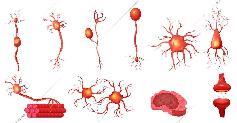 Neuroscience neuron set with isolated icons of neural structures with synapses nucleus and human brain image vector illustration