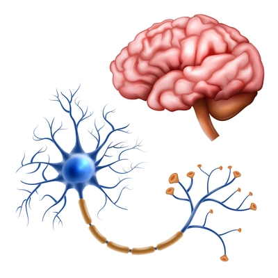 Realistic neuroscience set with human brain and nerve anatomy isolated vector illustration