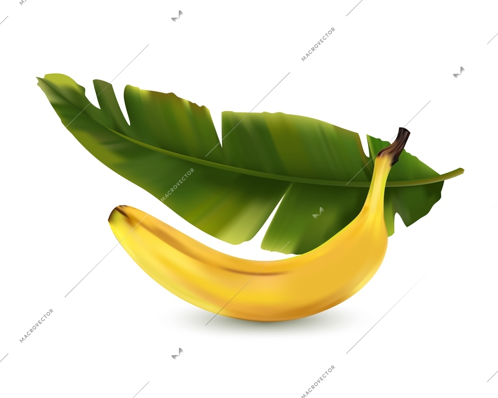 Banana realistic color composition with fruit in yellow peel with palm tree leaf on white background vector illustration