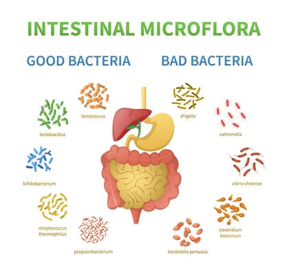 Probiotics infographics cartoon set with editable text and icons of good and bad bacterias surrounding stomach vector illustration