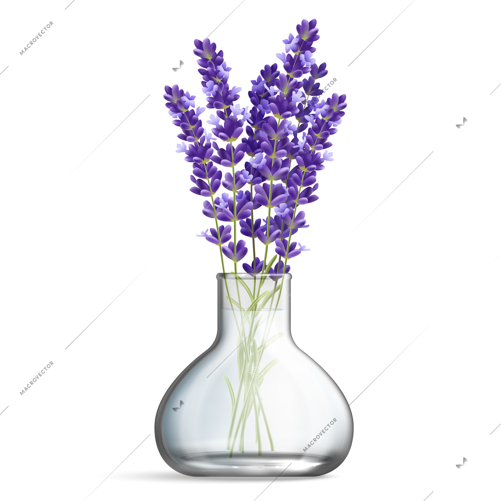 Realistic glass vase with bunches of lavender flowers on white background isolated vector illustration