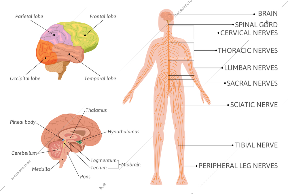 Neuroscience brain infographics with flat isolated images of human brain and body with pointing text captions vector illustration