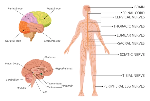 Neuroscience brain infographics with flat isolated images of human brain and body with pointing text captions vector illustration