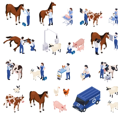 Set with farm animals livestock veterinary isometric compositions of vet characters taking care of ill animals vector illustration