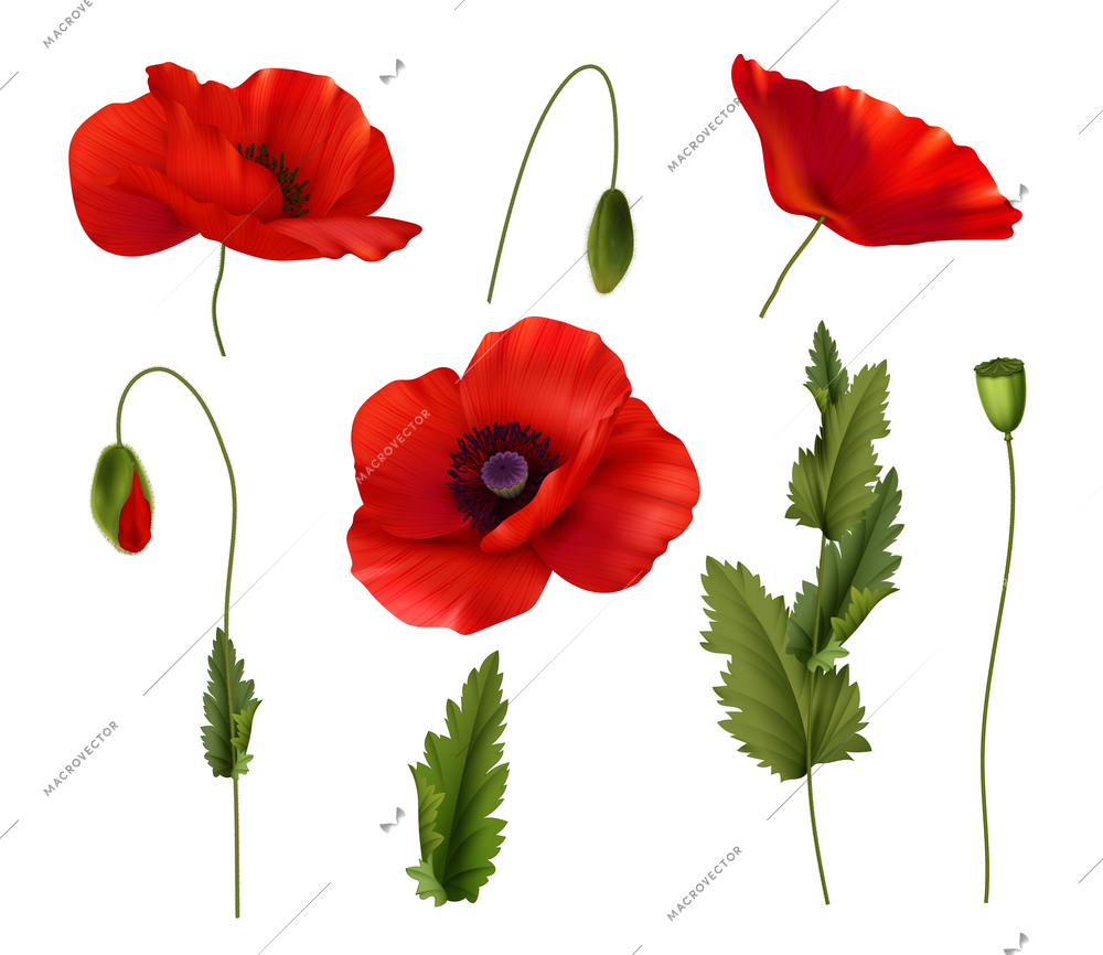 Red bloom poppies flowers with with buds and leaves realistic set isolated on white background vector illustration