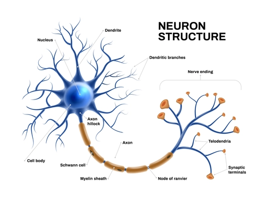 Realistic neuron anatomical structure and functional scheme vector illustration