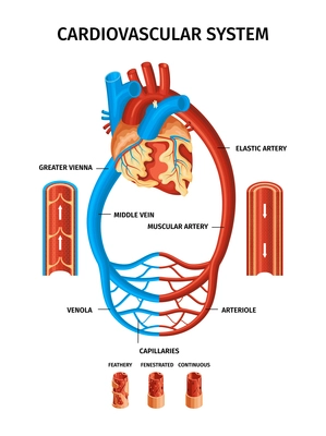 Realistic blood vessels heart infographic with cardiovascular system venola arteriole capillaries and other descriptions vector illustration