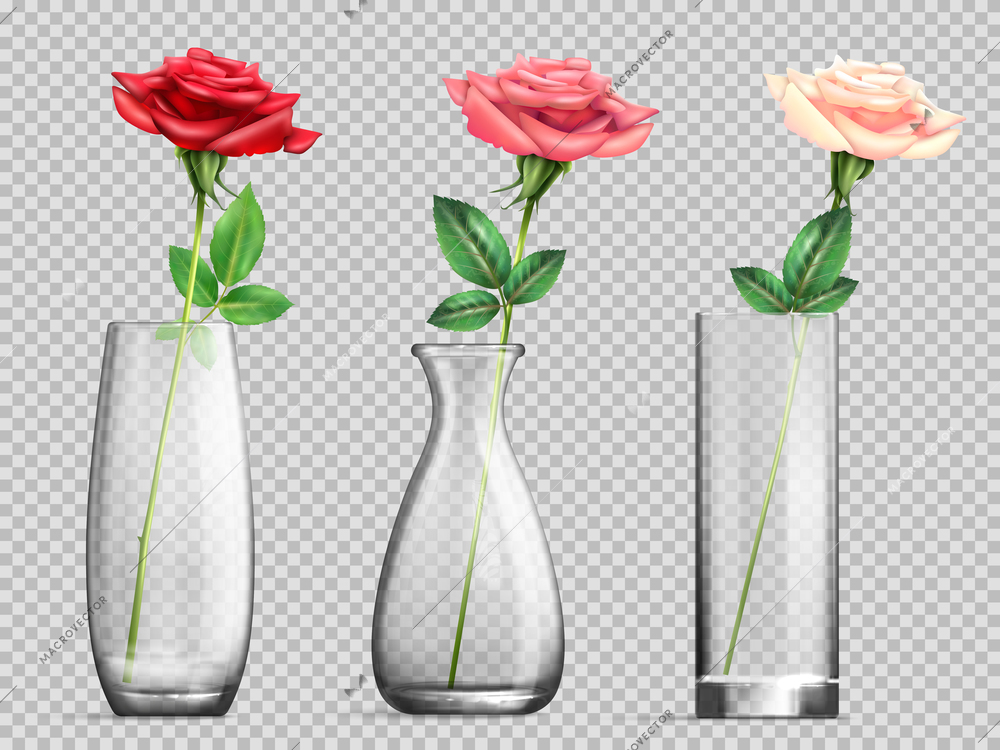 Three realistic glass vase with rose flower on transparent background isolated vector illustration